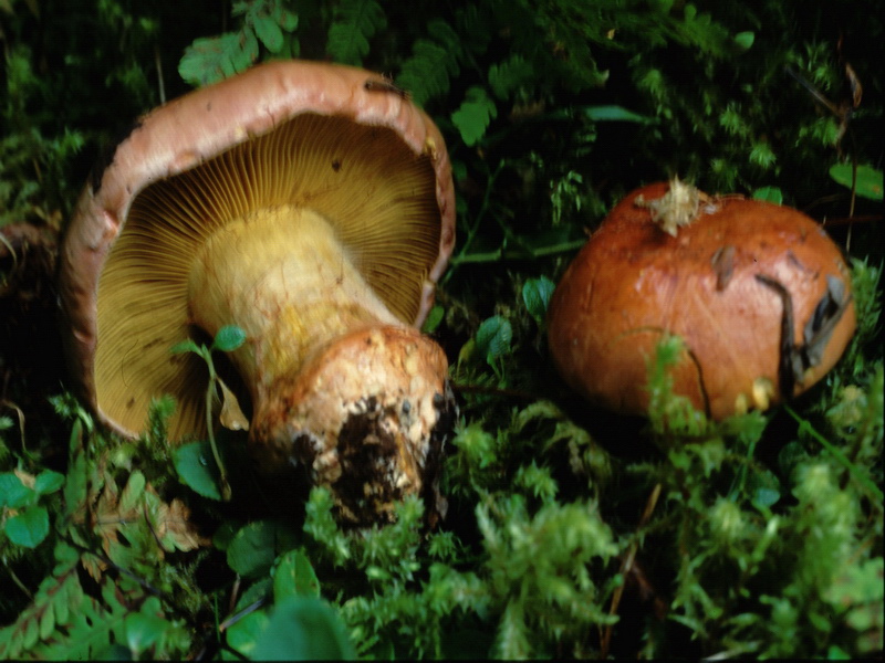 Specie interessanti dalla LAPPONIA due